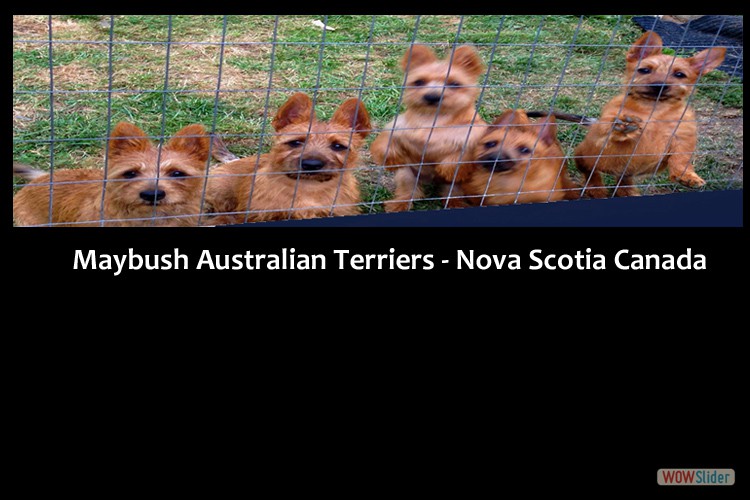 1-small-terriers-maritimes