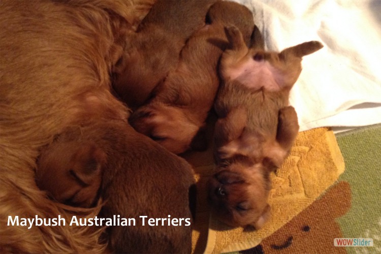 b--australian-terrier-pup-nova-scotia