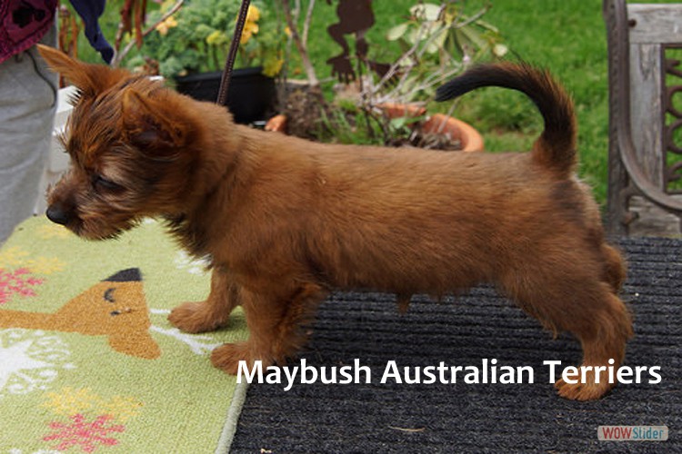 f-australian-terrier-pup-nova-scotia
