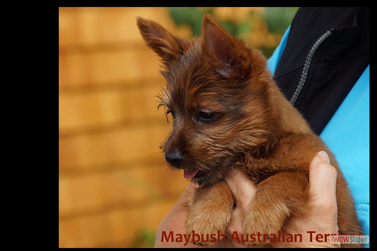 p-australian-terrier-pups-nova-scotia