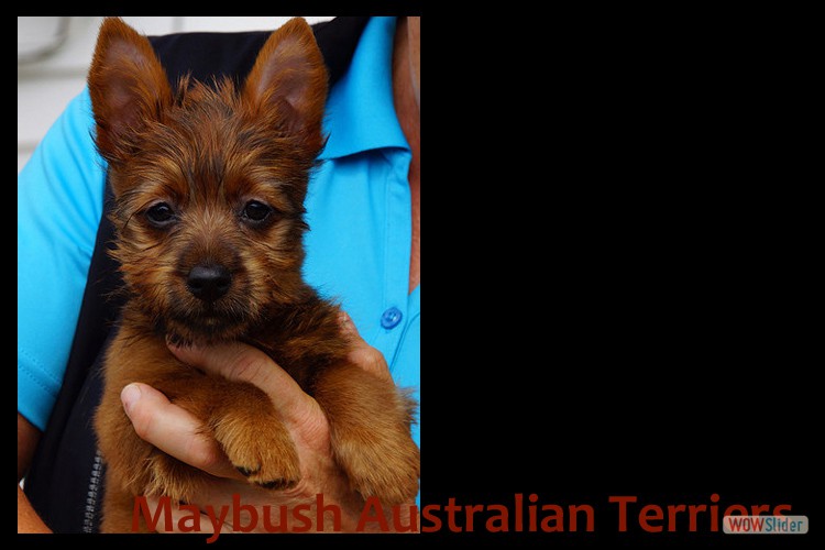 q-australian-terrier-pups-nova-scotiajpg