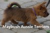 3B-small-terriers-maritimes