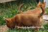 d-australian-terrier-pup-nova-scotia