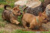 i-australian-terrier-pups-nova-scotia