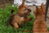 k-australian-terrier-pups-nova-scotia