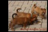 l-australian-terrier-pups-nova-scotia