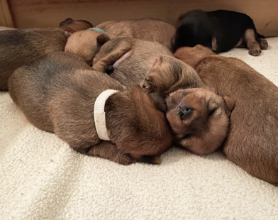 New Litter of Aussie Terrier pups