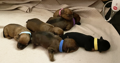 New Litter of Aussie Terrier pups