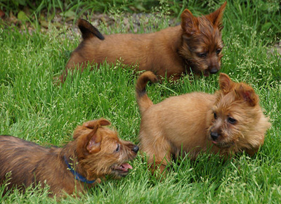 Aussie Terrier pups - Nova Scotia