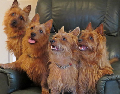 Maybush Australian Terrier dogs