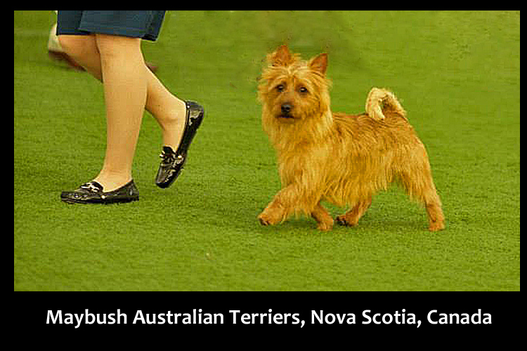 Maybush Australian Terriers